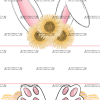 Easter Bunny Name Frame Pink Sunflower DTF Transfer